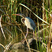 Purple Heron